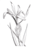 Wild iris illustration