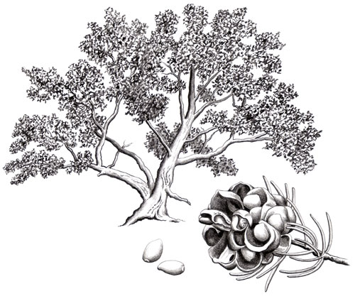 Pencil drawing of a Pinyon Pine tree