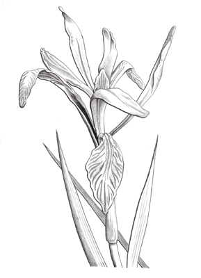 Pencil drawing of a Wild Iris